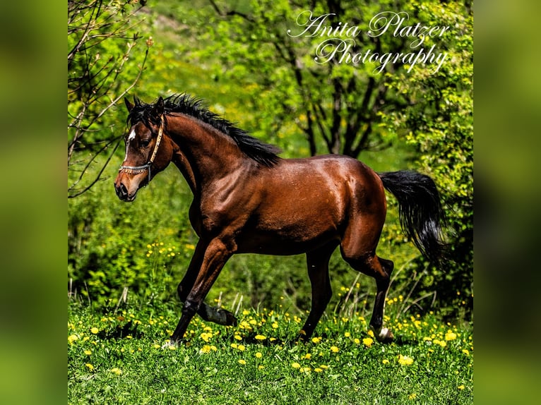 Arabisches Partbred Stute 2 Jahre Dunkelbrauner in Rauris