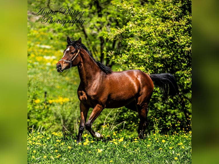 Arabisches Partbred Stute 2 Jahre Dunkelbrauner in Rauris