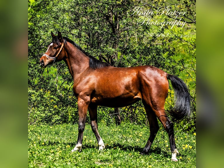 Arabisches Partbred Stute 2 Jahre Dunkelbrauner in Rauris