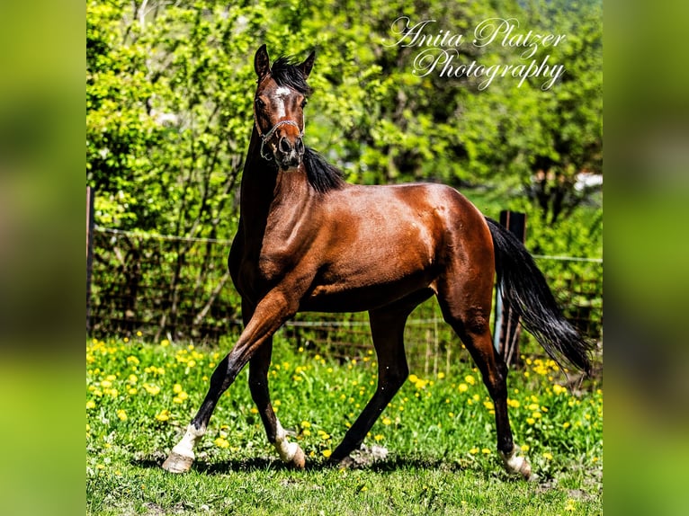 Arabisches Partbred Stute 2 Jahre Dunkelbrauner in Rauris
