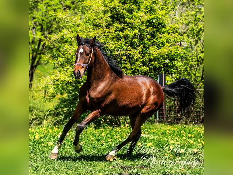 Arabisches Partbred Stute 2 Jahre Dunkelbrauner in Rauris