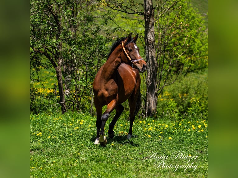 Arabisches Partbred Stute 2 Jahre Dunkelbrauner in Rauris