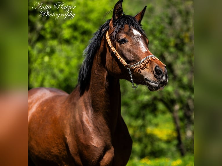 Arabisches Partbred Stute 2 Jahre Dunkelbrauner in Rauris