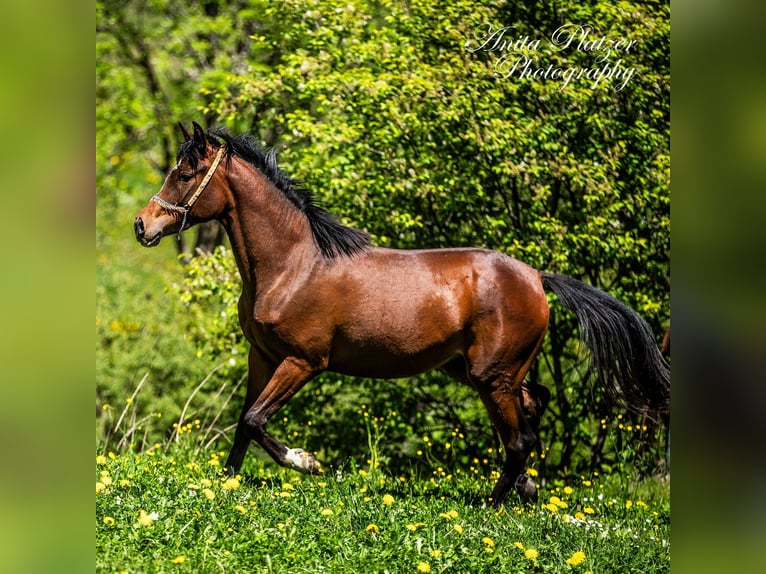 Arabisches Partbred Stute 2 Jahre Dunkelbrauner in Rauris