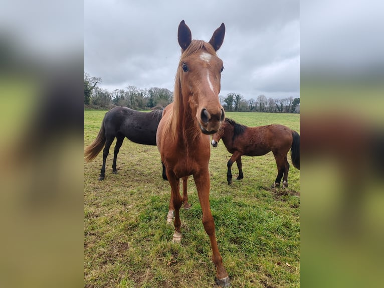 Arabisches Partbred Stute 2 Jahre Fuchs in Saint yvi