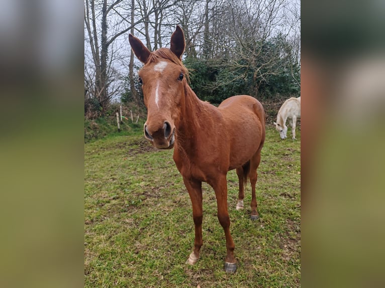 Arabisches Partbred Stute 2 Jahre Fuchs in Saint yvi