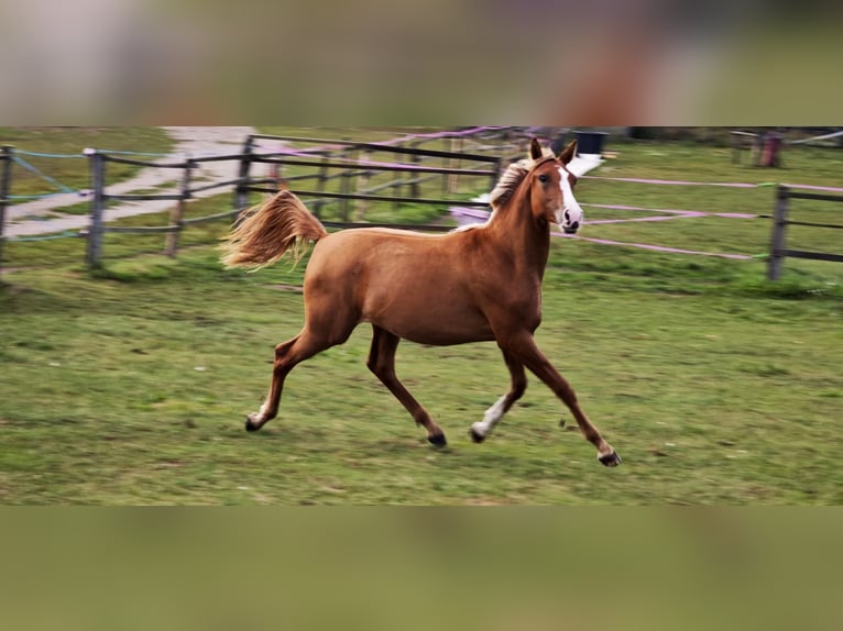 Arabisches Partbred Stute 2 Jahre Fuchs in Kladruby