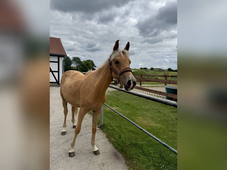 Arabisches Partbred Stute 2 Jahre Palomino in Jena