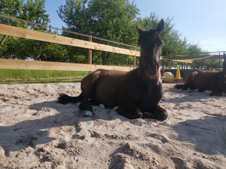 Arabisches Partbred Stute 3 Jahre 148 cm Rappe in Berglen