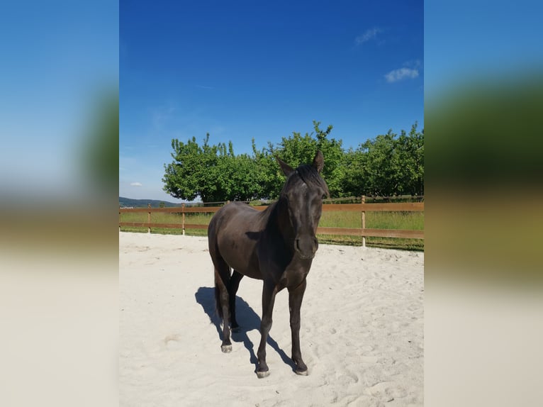 Arabisches Partbred Stute 3 Jahre 148 cm Rappe in Berglen