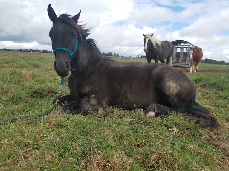 Arabisches Partbred Stute 3 Jahre 148 cm Rappe in Berglen