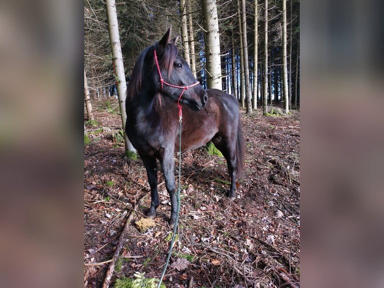 Arabisches Partbred Stute 3 Jahre 148 cm Rappe in Berglen