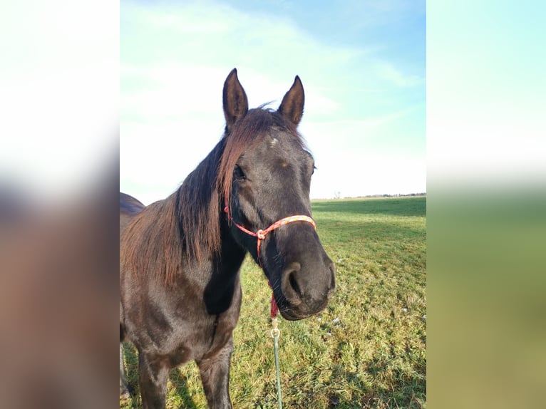 Arabisches Partbred Stute 3 Jahre 148 cm Rappe in Berglen