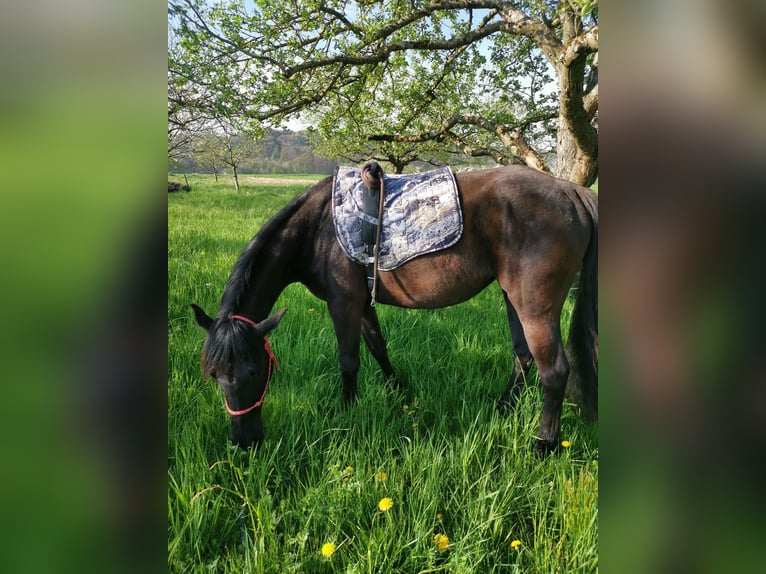 Arabisches Partbred Stute 3 Jahre 148 cm Rappe in Berglen
