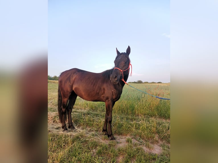 Arabisches Partbred Stute 3 Jahre 148 cm Rappe in Berglen