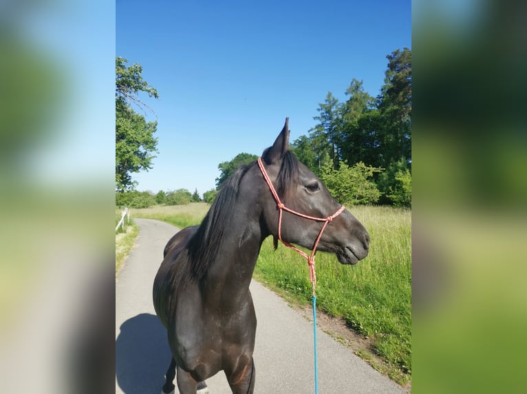 Arabisches Partbred Stute 3 Jahre 148 cm Rappe in Berglen