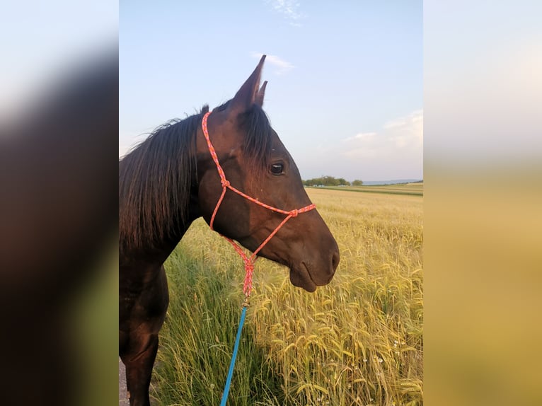 Arabisches Partbred Stute 3 Jahre 148 cm Rappe in Berglen