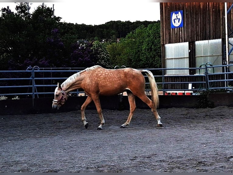 Arabisches Partbred Stute 3 Jahre 154 cm Palomino in Heidenheim an der Brenz