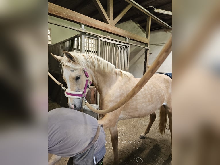 Arabisches Partbred Stute 3 Jahre 155 cm Palomino in Heidenheim an der Brenz