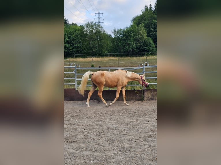 Arabisches Partbred Stute 3 Jahre 155 cm Palomino in Heidenheim an der Brenz