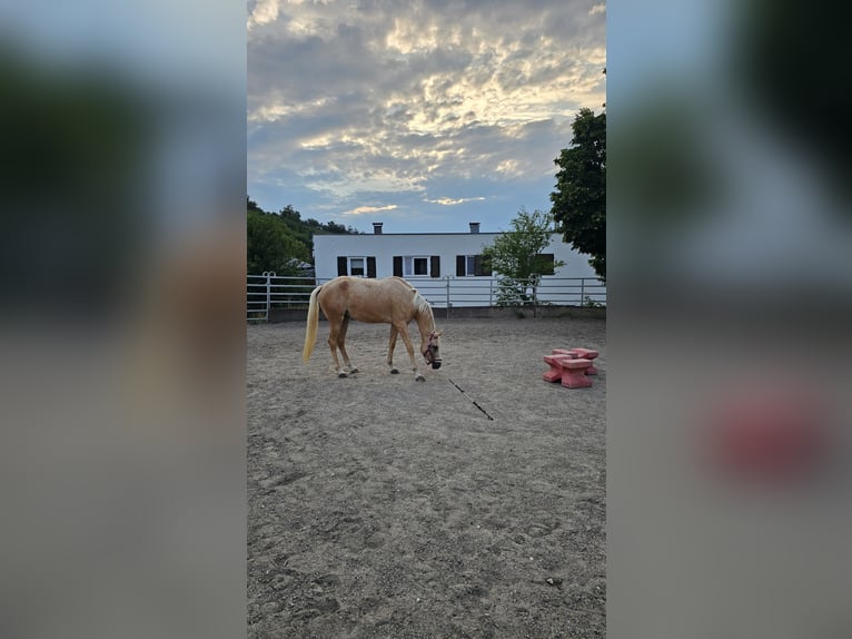 Arabisches Partbred Stute 3 Jahre 155 cm Palomino in Heidenheim an der Brenz