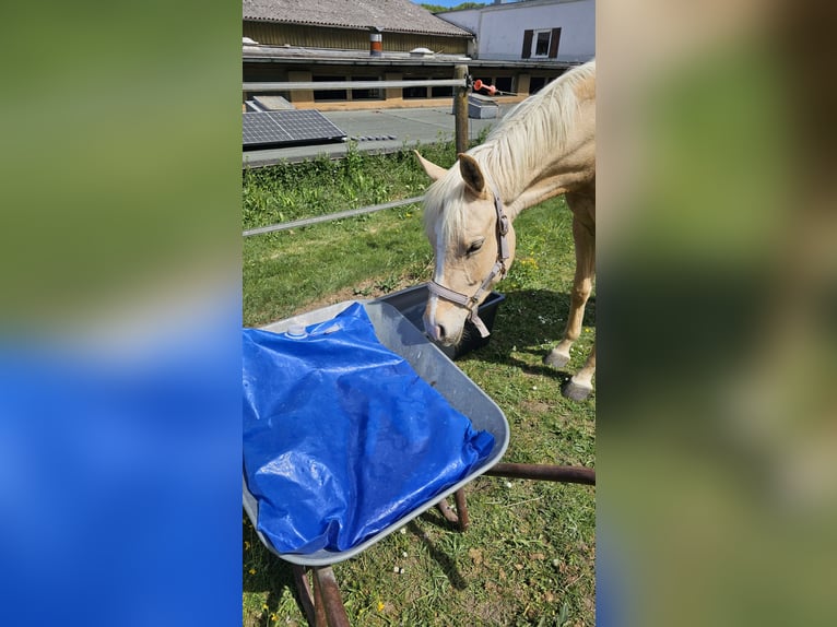 Arabisches Partbred Stute 3 Jahre 155 cm Palomino in Heidenheim an der Brenz