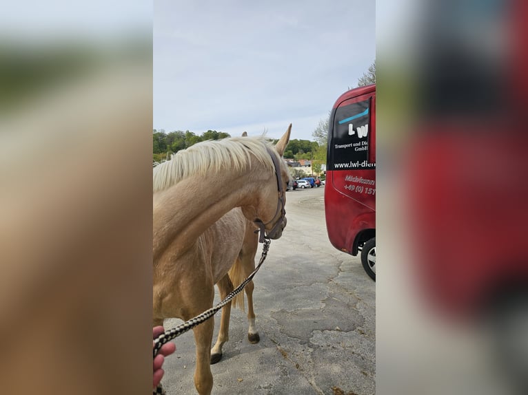Arabisches Partbred Stute 3 Jahre 155 cm Palomino in Heidenheim an der Brenz