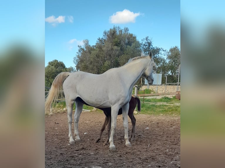 Arabisches Partbred Stute 3 Jahre 155 cm Rotschimmel in Arta