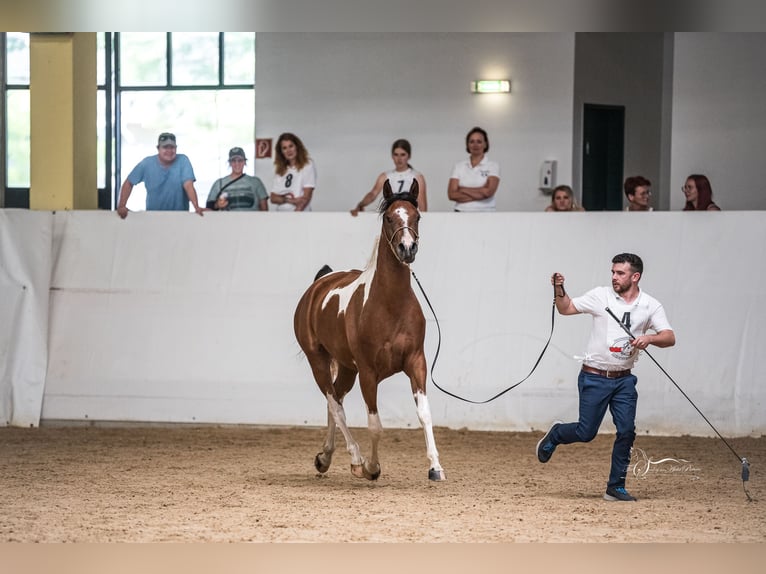 Arabisches Partbred Stute 3 Jahre 155 cm Tobiano-alle-Farben in Kleblach-Lind