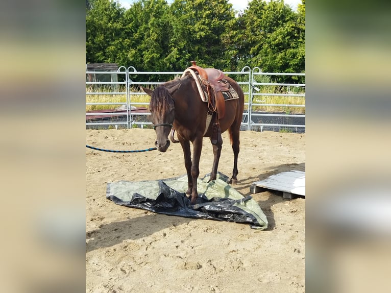 Arabisches Partbred Stute 3 Jahre 158 cm Falbe in Bad Endbach