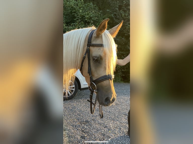 Arabisches Partbred Stute 4 Jahre 140 cm Palomino in Wald AR