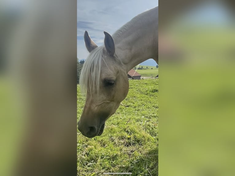 Arabisches Partbred Stute 4 Jahre 140 cm Palomino in Wald AR