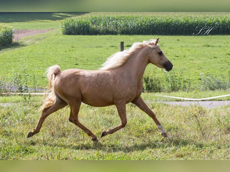 Arabisches Partbred Stute 4 Jahre 140 cm Palomino in Wald AR