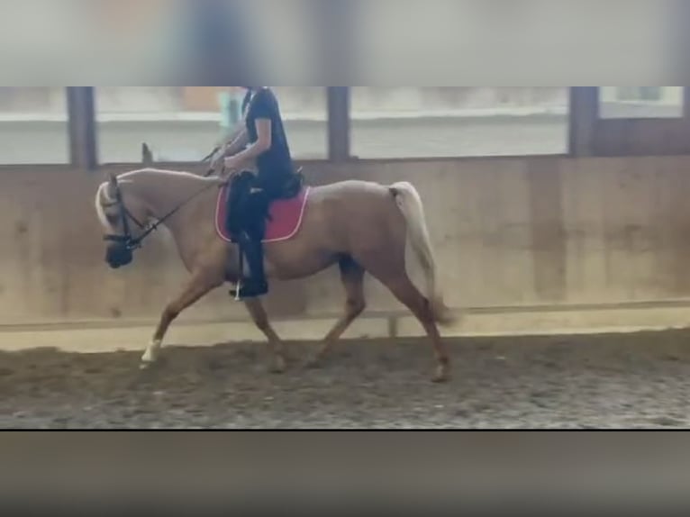 Arabisches Partbred Stute 4 Jahre 140 cm Palomino in Wald AR