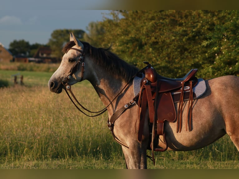 Arabisches Partbred Stute 4 Jahre 143 cm Schimmel in Maasland