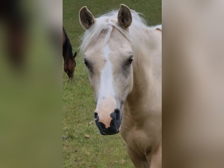 Arabisches Partbred Stute 4 Jahre 146 cm Palomino in Haunetal