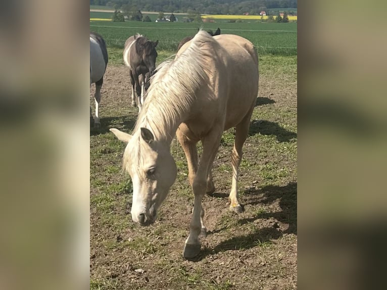 Arabisches Partbred Stute 4 Jahre 146 cm Palomino in Haunetal