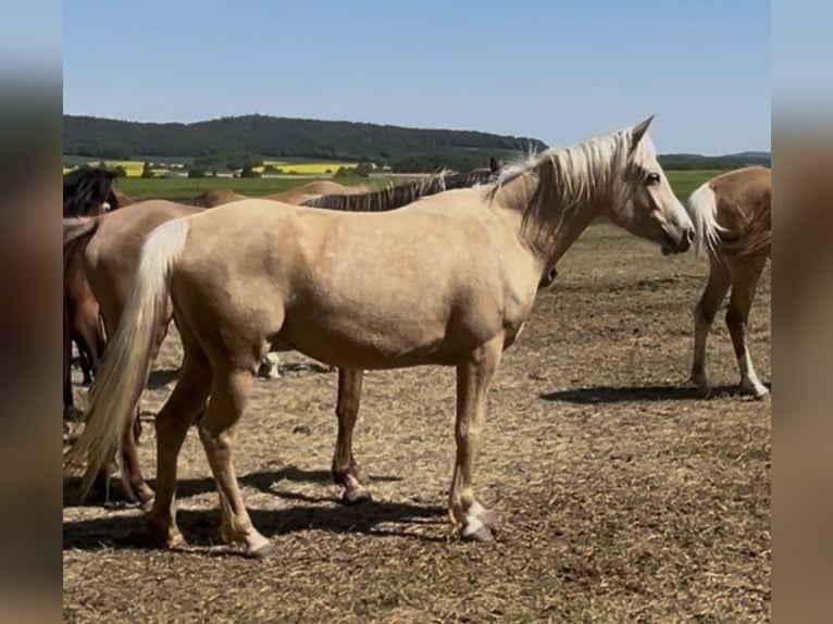 Arabisches Partbred Stute 4 Jahre 146 cm Palomino in Haunetal
