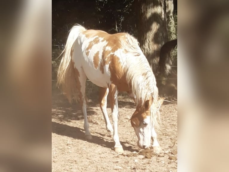 Arabisches Partbred Stute 4 Jahre 146 cm Palomino in Haunetal