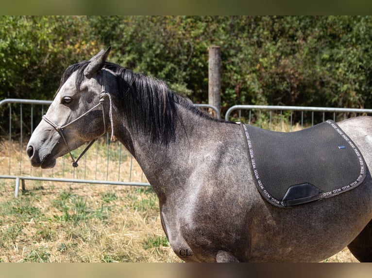 Arabisches Partbred Stute 4 Jahre 150 cm Rappschimmel in Chaponost
