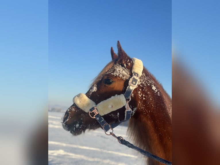 Arabisches Partbred Mix Stute 4 Jahre 155 cm Dunkelfuchs in Ljubljana