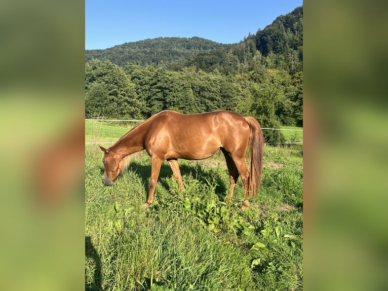 Arabisches Partbred Mix Stute 4 Jahre 155 cm Dunkelfuchs in Ljubljana