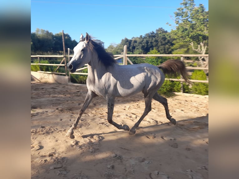 Arabisches Partbred Stute 4 Jahre 155 cm Rotschimmel in Arta