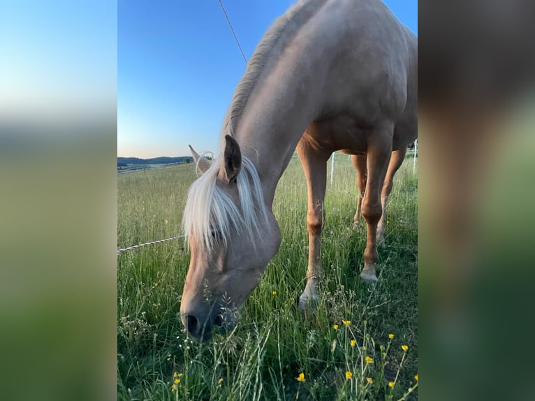 Arabisches Partbred Stute 4 Jahre Palomino in Rohrbach
