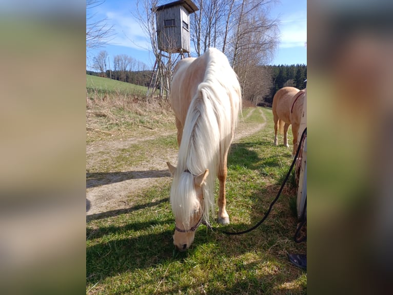 Arabisches Partbred Stute 4 Jahre Palomino in Rohrbach