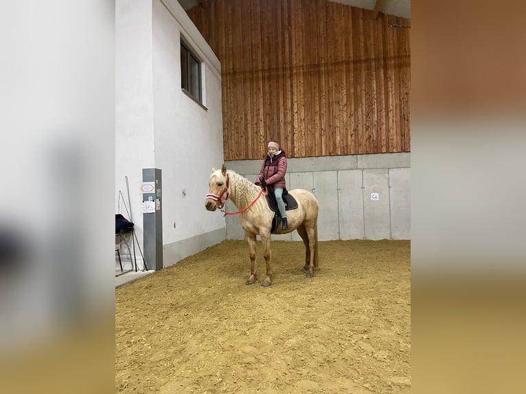 Arabisches Partbred Stute 4 Jahre Palomino in Rohrbach