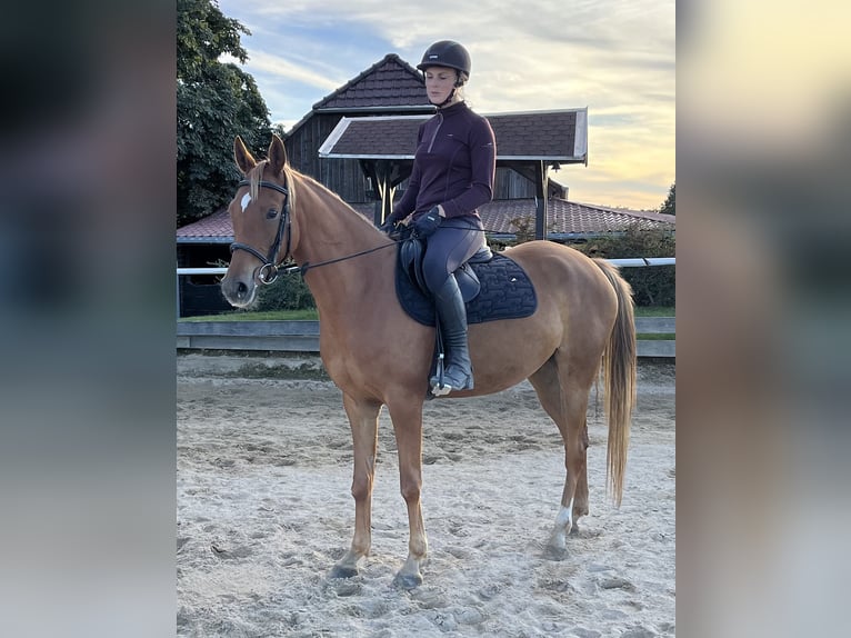 Arabisches Partbred Stute 5 Jahre 148 cm Fuchs in Reichenbach
