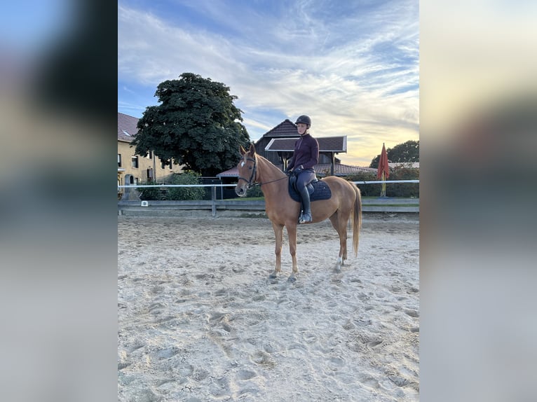 Arabisches Partbred Stute 5 Jahre 148 cm Fuchs in Reichenbach