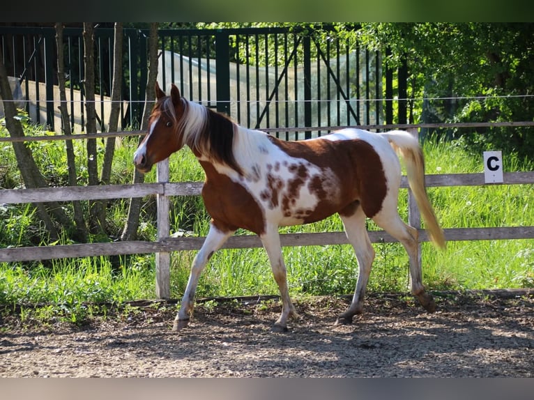 Arabisches Partbred Stute 5 Jahre 150 cm Tobiano-alle-Farben in Keutschach