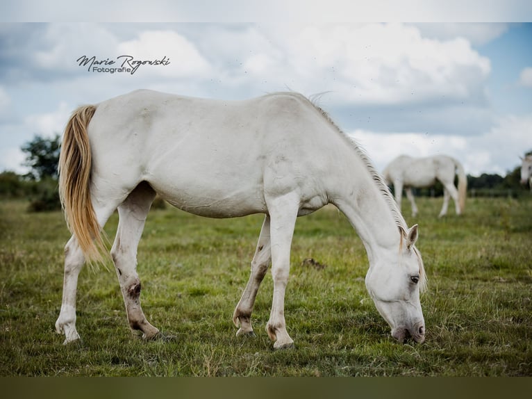 Arabisches Partbred Stute 5 Jahre 151 cm Champagne in Beaumont-Pied-de-Buf